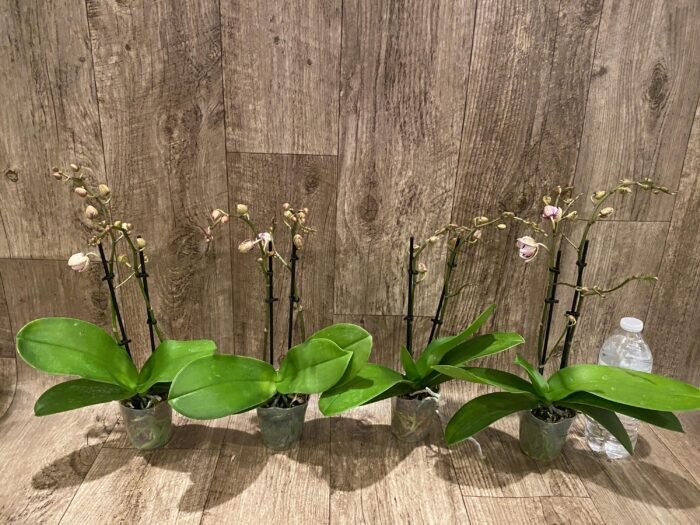 Double Spikes Phalaenopsis Jungle (3.5" pot) - Image 4