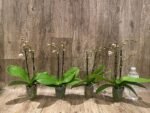 Double Spikes Phalaenopsis Jungle (3.5" pot) - Image 3