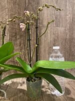 Double Spikes Phalaenopsis Jungle (3.5" pot) - Image 8
