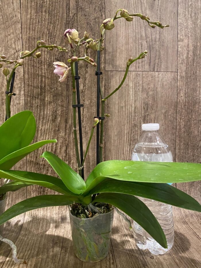 Double Spikes Phalaenopsis Jungle (3.5" pot) - Image 8
