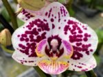 Double Spikes Phalaenopsis Jungle (3.5" pot) - Image 2