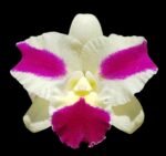 Rlc. Fong Yuan Beauty 'Da-Hsin #7’ (5” pot)