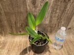 Rlc. Fong Yuan Beauty 'Da-Hsin #7’ (5” pot) - Image 3