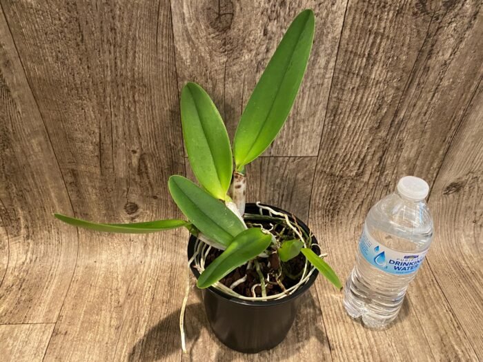Rlc. Fong Yuan Beauty 'Da-Hsin #7’ (5” pot) - Image 3