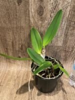 Rlc. Fong Yuan Beauty 'Da-Hsin #7’ (5” pot) - Image 4