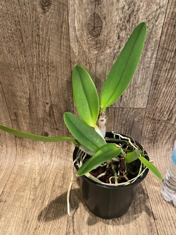 Rlc. Fong Yuan Beauty 'Da-Hsin #7’ (5” pot) - Image 4