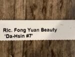 Rlc. Fong Yuan Beauty 'Da-Hsin #7’ (5” pot) - Image 5