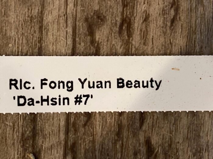 Rlc. Fong Yuan Beauty 'Da-Hsin #7’ (5” pot) - Image 5