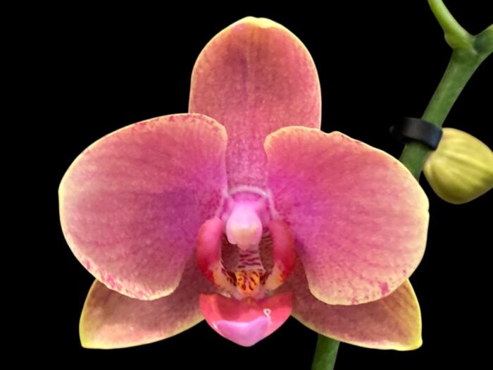 Double Spikes Phalaenopsis I-Hsin Twilight Star (3.5" pot) - Image 1