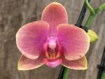 Double Spikes Phalaenopsis I-Hsin Twilight Star (3.5" pot) - Image 3