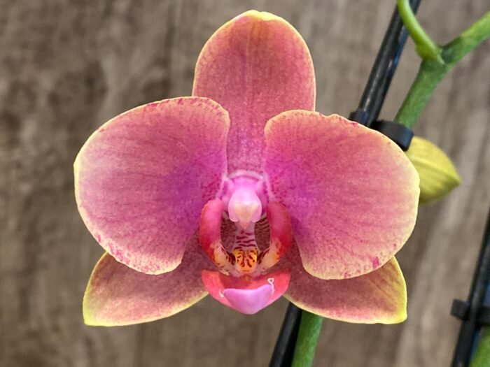 Double Spikes Phalaenopsis I-Hsin Twilight Star (3.5" pot) - Image 3