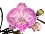 Double Multi-Spikes Phalaenopsis Pink Spider Large Flower (4.5" pot) - Image 2
