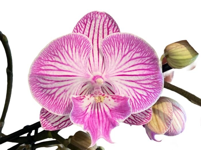 Double  Multi-Spikes Phalaenopsis Pink Spider Large Flower (4.5" pot) - Image 2