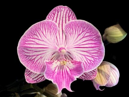 Double  Multi-Spikes Phalaenopsis Pink Spider Large Flower (4.5" pot)
