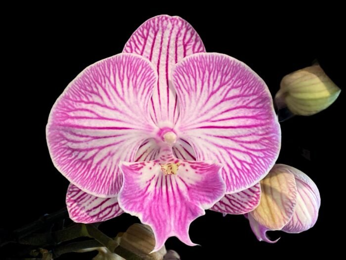 Double  Multi-Spikes Phalaenopsis Pink Spider Large Flower (4.5" pot) - Image 1