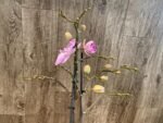 Double Multi-Spikes Phalaenopsis Pink Spider Large Flower (4.5" pot) - Image 5
