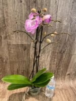 Double Multi-Spikes Phalaenopsis Pink Spider Large Flower (4.5" pot) - Image 7