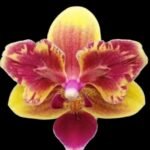 Fragrant Phalaenopsis Sogo Yellowtris Peloric (2.5” Pot)