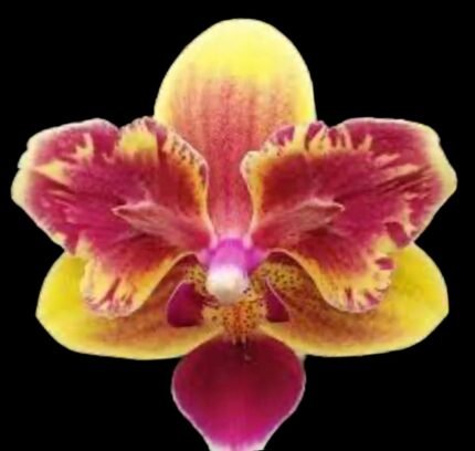 Fragrant Phalaenopsis Sogo Yellowtris Peloric (2.5” Pot)