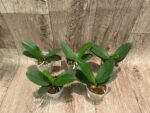 Fragrant Phalaenopsis Sogo Yellowtris Peloric (2.5” Pot) - Image 3