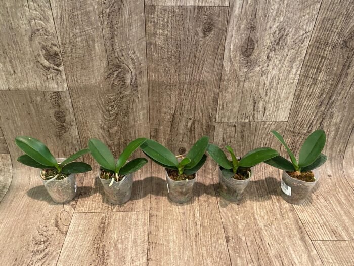 Fragrant Phalaenopsis Sogo Yellowtris Peloric (2.5” Pot) - Image 7