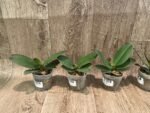 Phalaenoosis Surprising Peacock (2.5” Pot) - Image 5