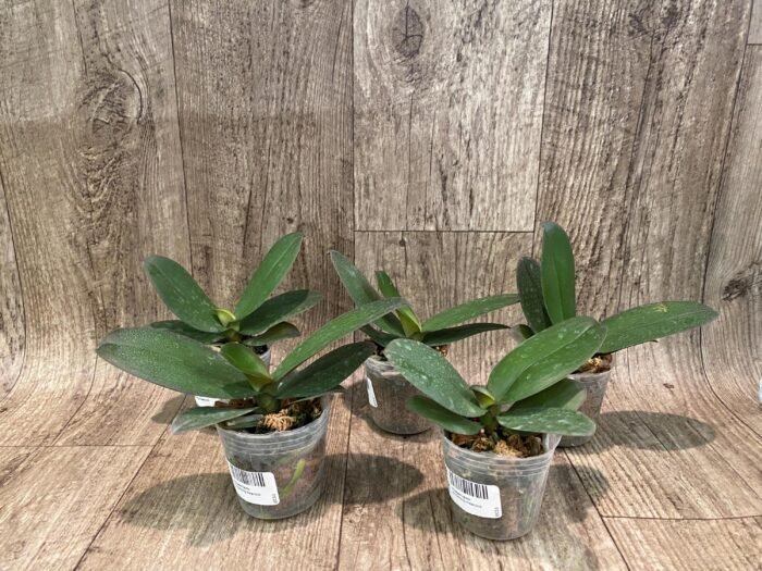Phalaenoosis Surprising Peacock (2.5” Pot) - Image 3