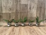 Phalaenoosis Surprising Peacock (2.5” Pot) - Image 7