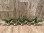 Phalaenoosis Surprising Peacock (2.5” Pot) - Image 6