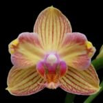 Phalaenopsis I-Hsin Berry Cutie Peloric (2.5” Pot)