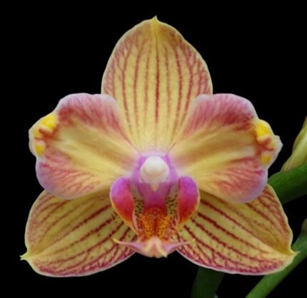 Phalaenopsis I-Hsin Berry Cutie Peloric (2.5” Pot)