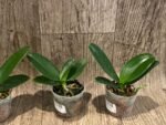 Phalaenopsis I-Hsin Berry Cutie Peloric (2.5” Pot) - Image 2