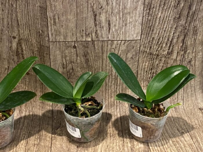 Phalaenopsis I-Hsin Berry Cutie Peloric (2.5” Pot) - Image 2