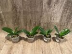Phalaenopsis I-Hsin Berry Cutie Peloric (2.5” Pot) - Image 4