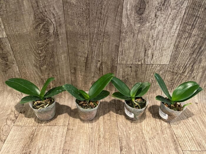 Phalaenopsis I-Hsin Berry Cutie Peloric (2.5” Pot) - Image 4