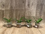 Phalaenopsis I-Hsin Berry Cutie Peloric (2.5” Pot) - Image 5