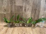 Phalaenopsis Dtps. Little Gem Stripes Variegated (3" pot) - Image 5
