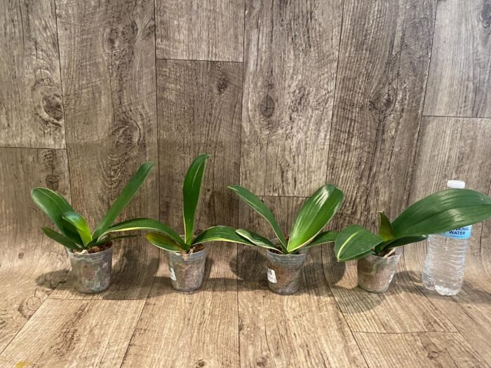 Phalaenopsis Dtps. Little Gem Stripes Variegated (3" pot) - Image 5