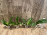 Phalaenopsis Dtps. Little Gem Stripes Variegated (3" pot) - Image 4