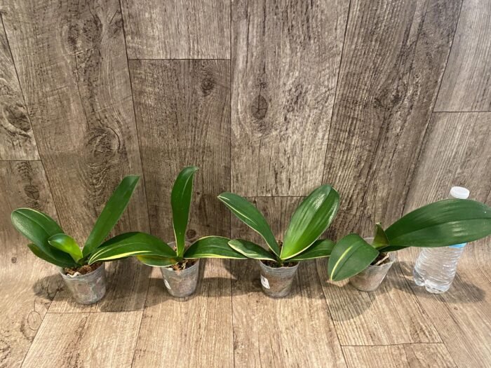 Phalaenopsis Dtps. Little Gem Stripes Variegated (3" pot) - Image 4