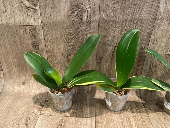 Phalaenopsis Dtps. Little Gem Stripes Variegated (3" pot) - Image 2