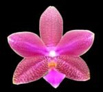 Phalaenopsis I-Hsin Venus x lueddemanniana (2.5” Pot)