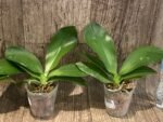 Phalaenopsis I-Hsin Venus x lueddemanniana (2.5” Pot) - Image 3