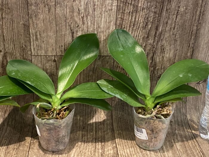 Phalaenopsis I-Hsin Venus x lueddemanniana (2.5” Pot) - Image 3