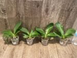 Phalaenopsis I-Hsin Venus x lueddemanniana (2.5” Pot) - Image 5