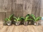 Phalaenopsis I-Hsin Venus x lueddemanniana (2.5” Pot) - Image 4