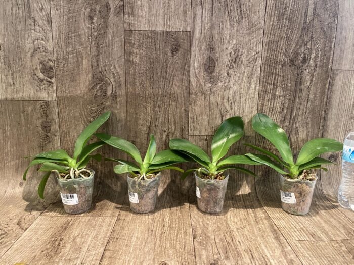 Phalaenopsis I-Hsin Venus x lueddemanniana (2.5” Pot) - Image 4