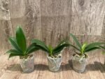 Phalaenopsis Golden Yuzu Peloric (2.5” Pot) - Image 2