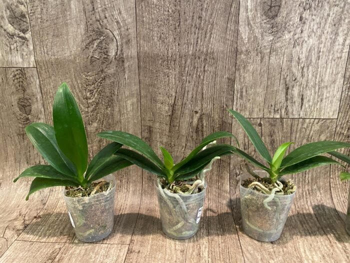 Phalaenopsis Golden Yuzu Peloric (2.5” Pot) - Image 2