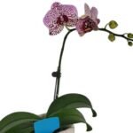 Phalaenopsis Fangmei Cloud Leopard (2.5” Pot) - Image 2